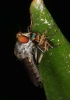 robber fly with prey